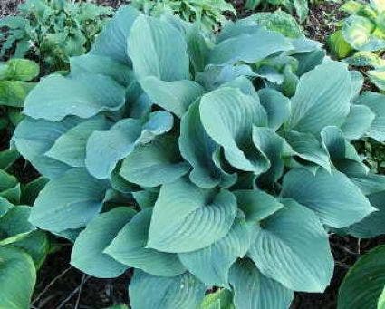  Funkia/Hartlelie (Hosta 'Krossa Regal')