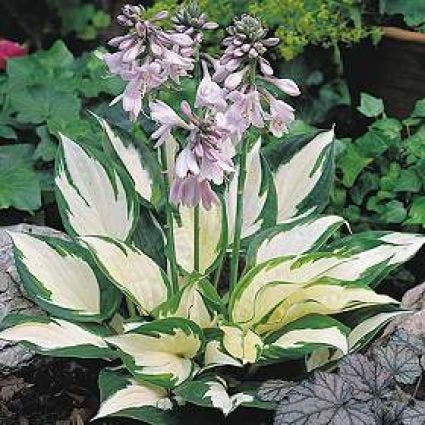  Funkia/Hartlelie (Hosta 'Fire And Ice')