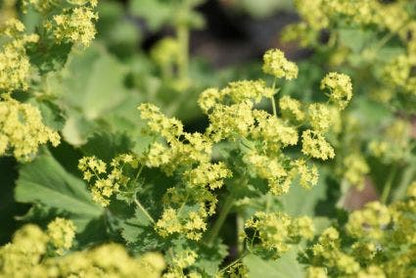  Vrouwenmantel (Alchemilla Vulgaris)