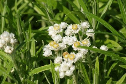  Siberische Edelweiss (Anaphalis Margaritacea)