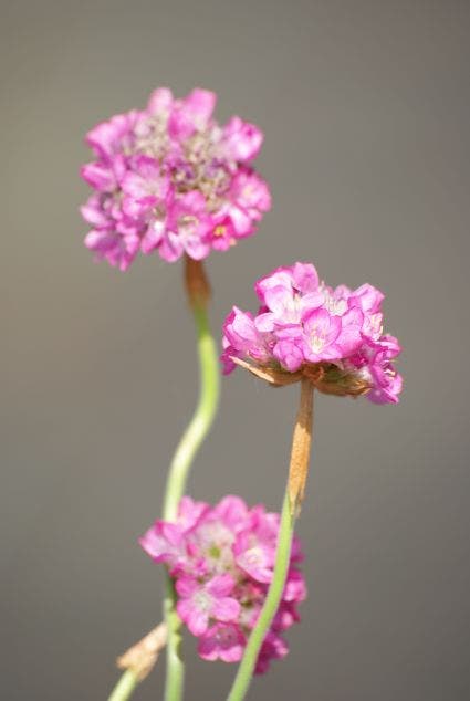  Engels Gras (Armeria Maritima 'Splendens')