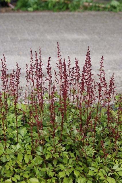  Spirea (Astilbe 'Fanal')