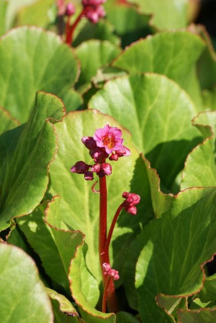  Schoenlappersplant (Bergenia 'Morgenröte')