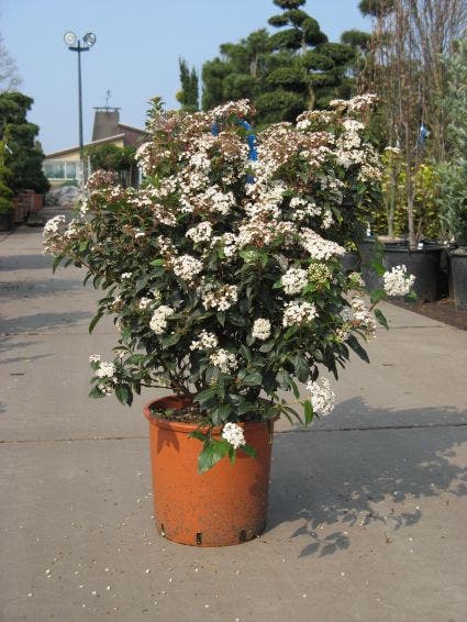  Groenblijvende Sneeuwbal (Viburnum Tinus 'Eve Price')