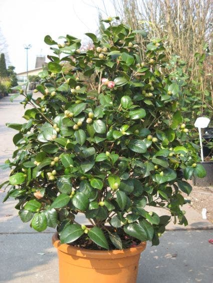  Camelia (Camellia, Rood)