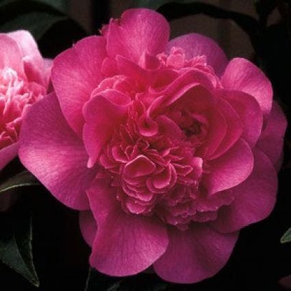  Camelia (Camellia 'Debbie')