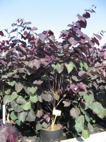  Judasboom Als Struik (Cercis Canadensis 'Forest Pansy')