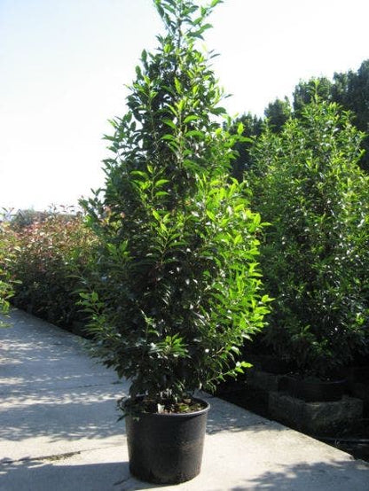  Portugese Laurier (Prunus Lusitanica)