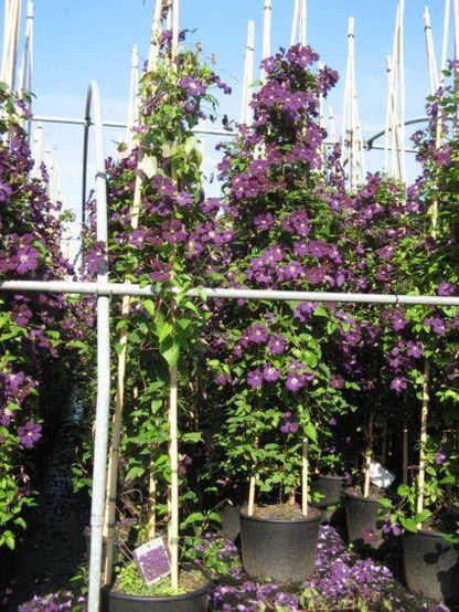  Bosrank (Clematis 'Etoile Violette')