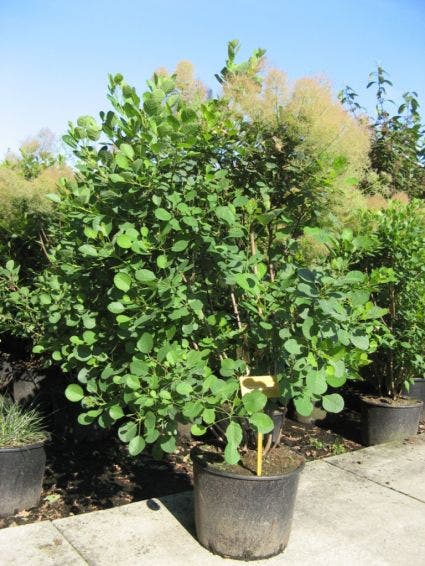  Pruikenboom (Cotinus Coggygria)