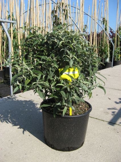  Vlinderstruik (Buddleja 'White Ball')