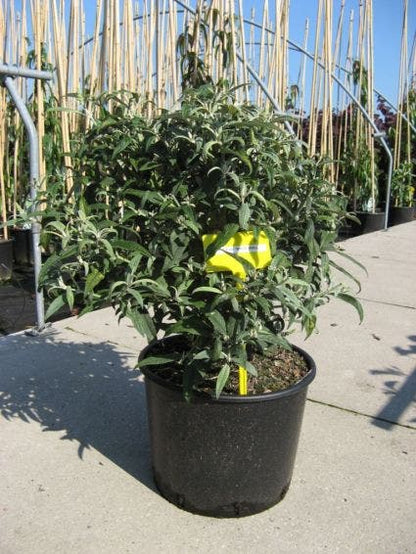  Vlinderstruik (Buddleja 'White Ball')