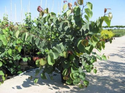  Chinese Judasboom (Cercis Chinensis 'Avondale')