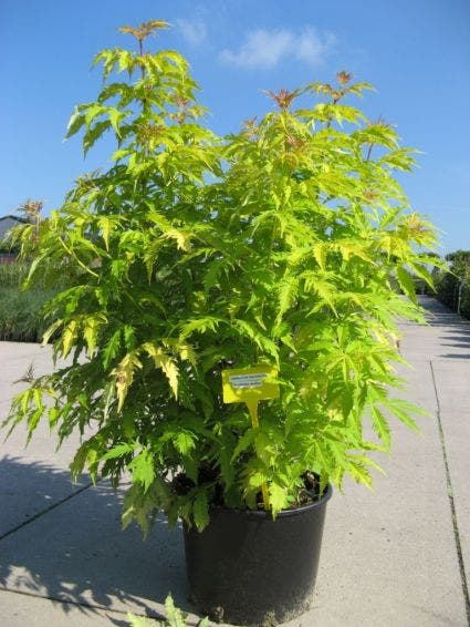 Vlier (Sambucus Racemosa 'Plumosa Aurea')
