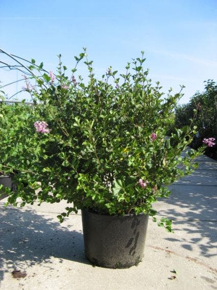  Dwerg Sering (Syringa Meyeri 'Palibin')
