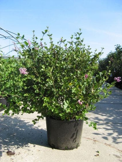  Dwerg Sering (Syringa Meyeri 'Palibin')