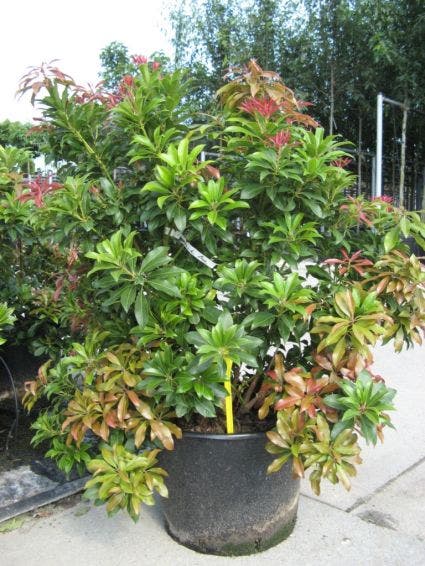  Rotsheide (Pieris 'Forest Flame')