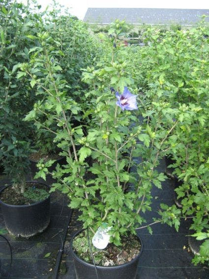  Altheastruik (Hibiscus Syriacus 'Oiseau Bleu')