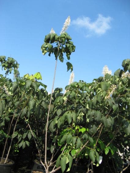  Herfstpaardenkastanje (Aesculus Parviflora)