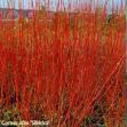  Kornoelje (Cornus Alba 'Gouchaultii')