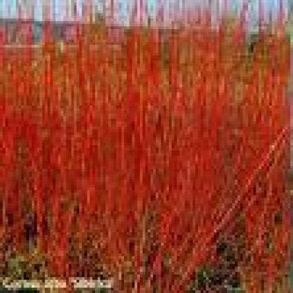  Kornoelje (Cornus Alba 'Gouchaultii')