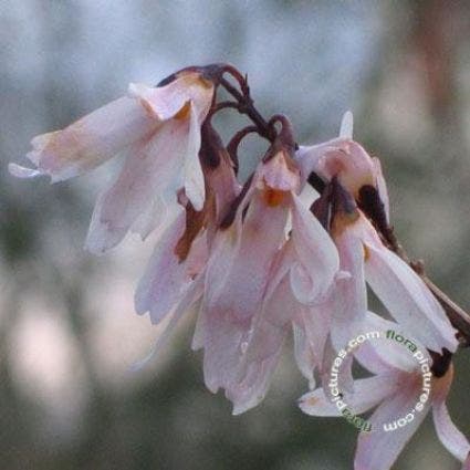  Witte Forsythia (Abeliophyllum Distichum)