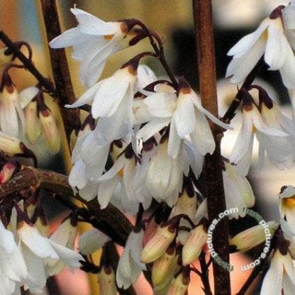  Witte Forsythia (Abeliophyllum Distichum)