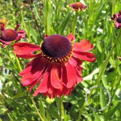  Zonnekruid (Helenium 'Moerheim Beauty')