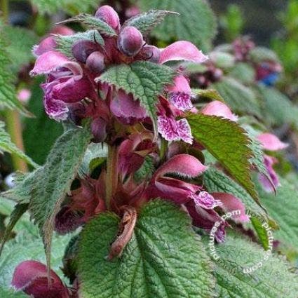  Dovenetel (Lamium Orvala)