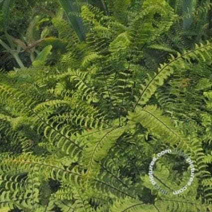  Venushaar/varen (Adiantum Pedatum)