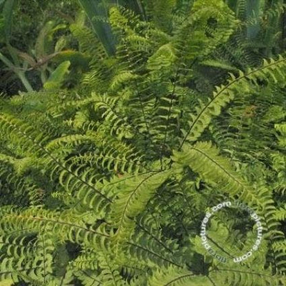  Venushaar/varen (Adiantum Pedatum)