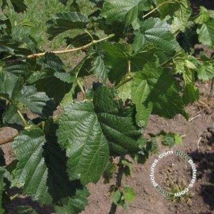  Boomhazelaar (Corylus Colurna)