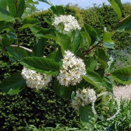  Meidoorn Als Boom (Crataegus Persimilis 'Splendens')
