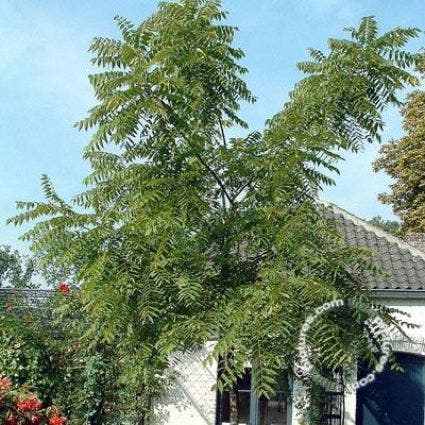  Zwarte Walnotenboom (Juglans Nigra)