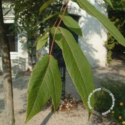  Zwarte Walnotenboom (Juglans Nigra)