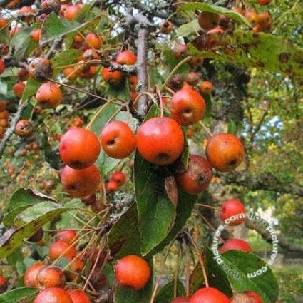  Sierappel (Malus 'Professor Sprenger')