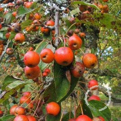  Sierappel (Malus 'Professor Sprenger')