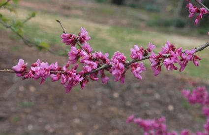  Chinese Judasboom (Cercis Chinensis 'Avondale')