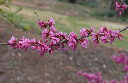  Chinese Judasboom (Cercis Chinensis 'Avondale')