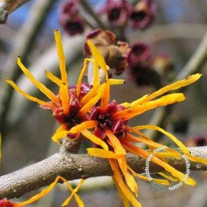  Toverhazelaar (Hamamelis Intermedia 'Jelena')