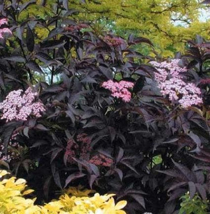  Zwarte Vlier (Sambucus Nigra 'Black Beauty')