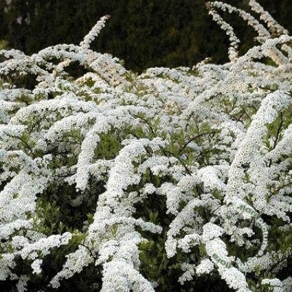  Spierstruik (Spiraea Arguta)