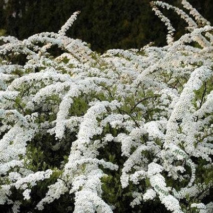  Spierstruik (Spiraea Arguta)