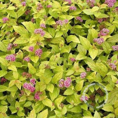  Spierstruik (Spiraea Japonica 'Golden Princess')