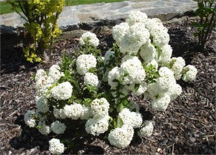  Sneeuwbal (Viburnum 'Eskimo')