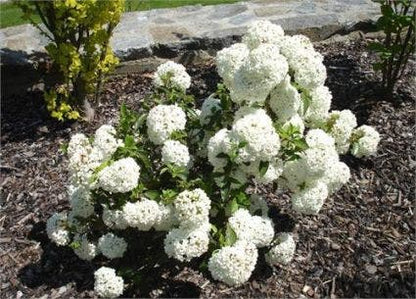  Sneeuwbal (Viburnum 'Eskimo')