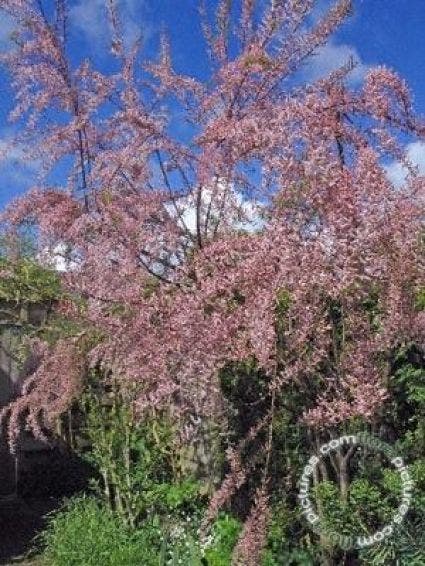  Tamarisk (Tamarisk Tetrandra)