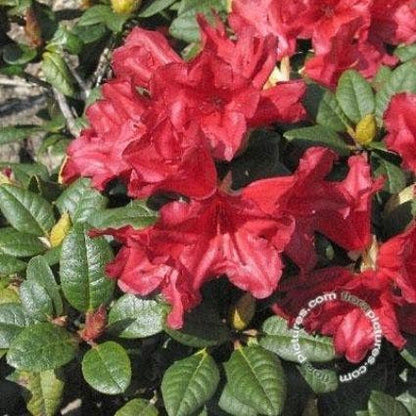  Dwergrhododendron (Rhododendron 'Scarlet Wonder')