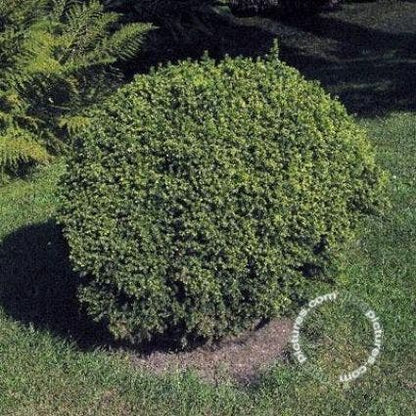  Dwergconifeer (Cryptomeria Japonica 'Vilmorin Gold')