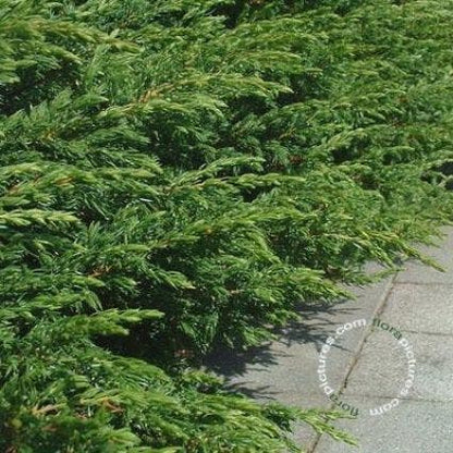  Jeneverbes (Juniperus Communis 'Repanda')